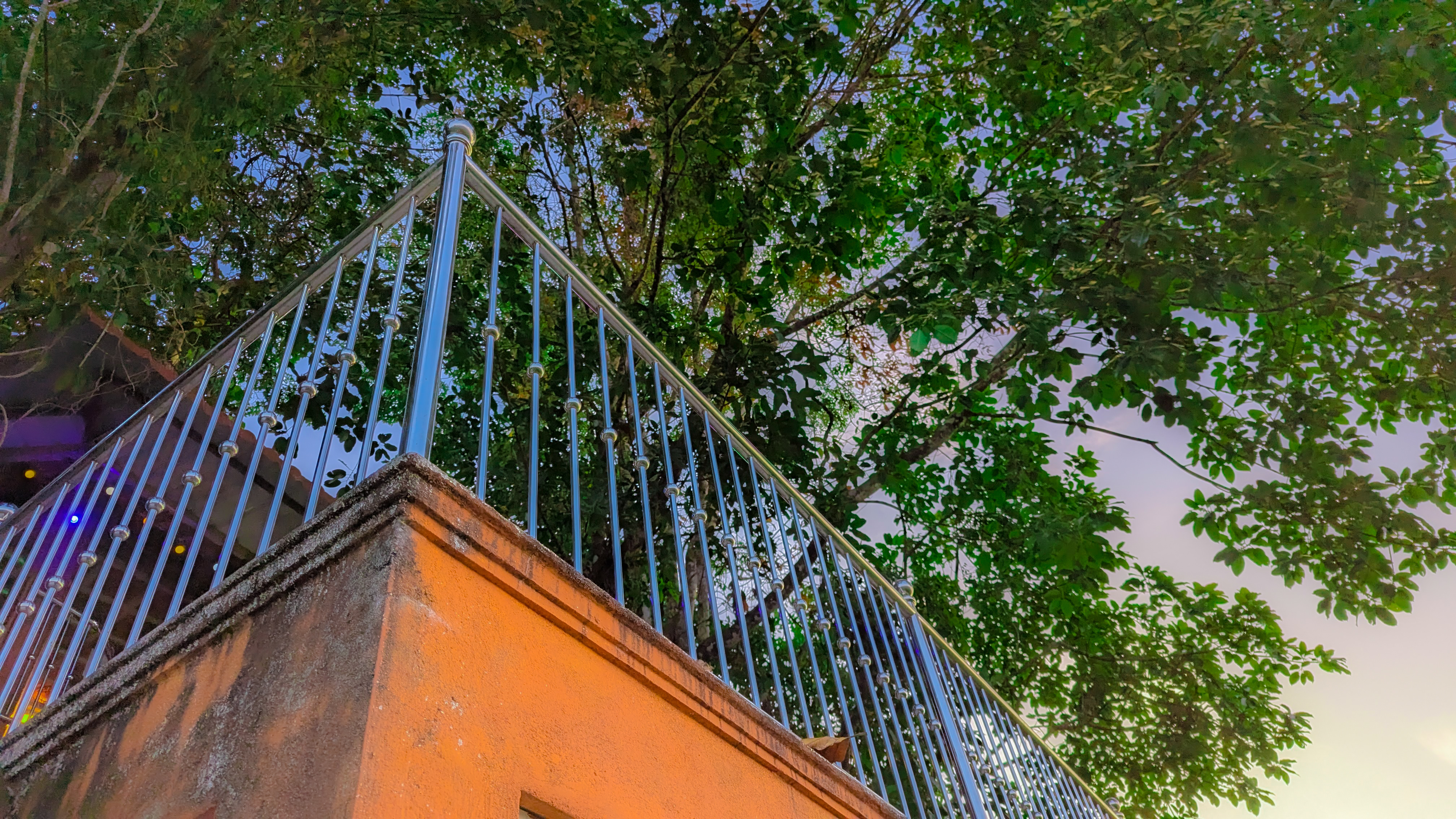Bodhi Tree