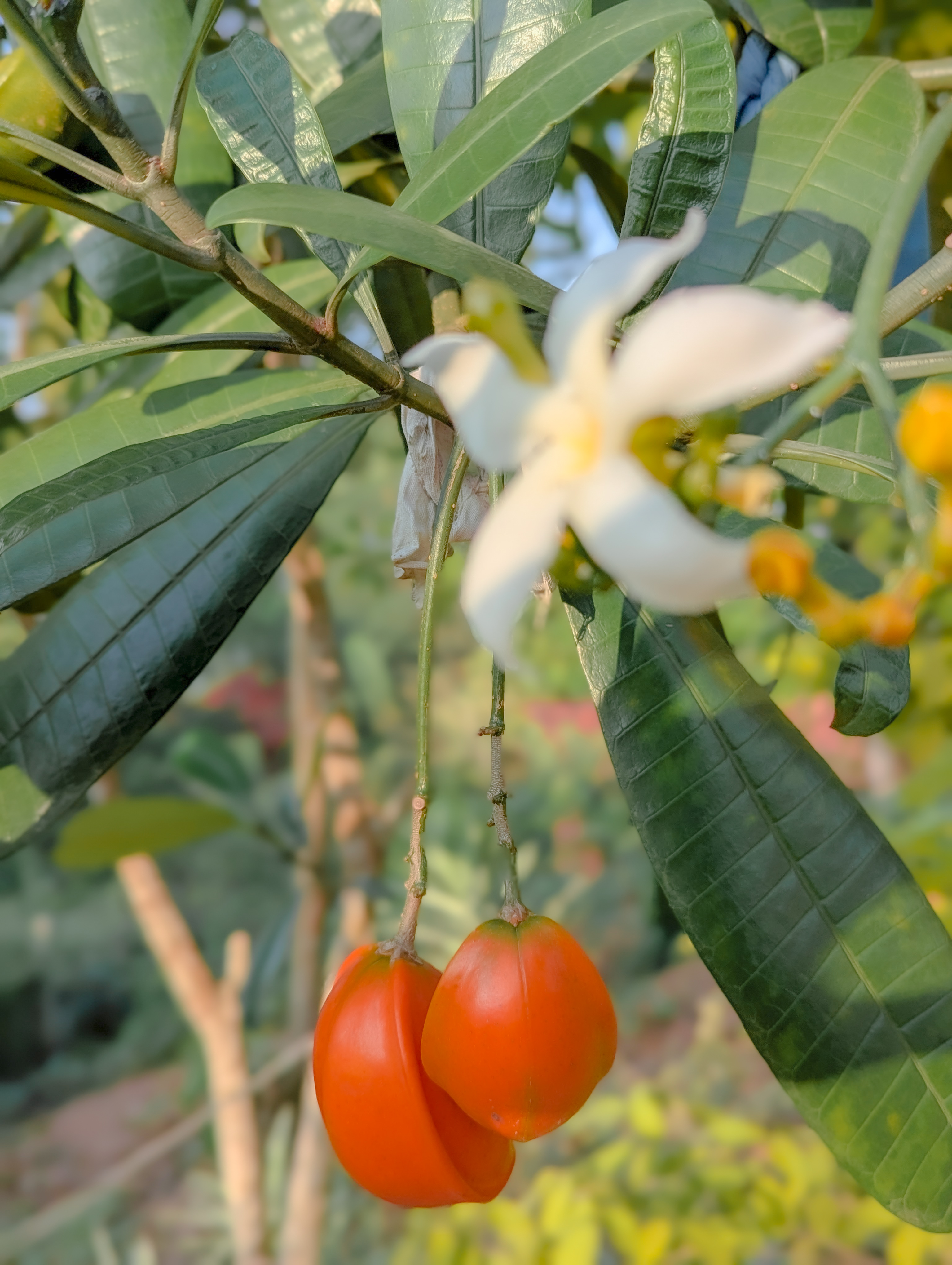 Bodhi Tree